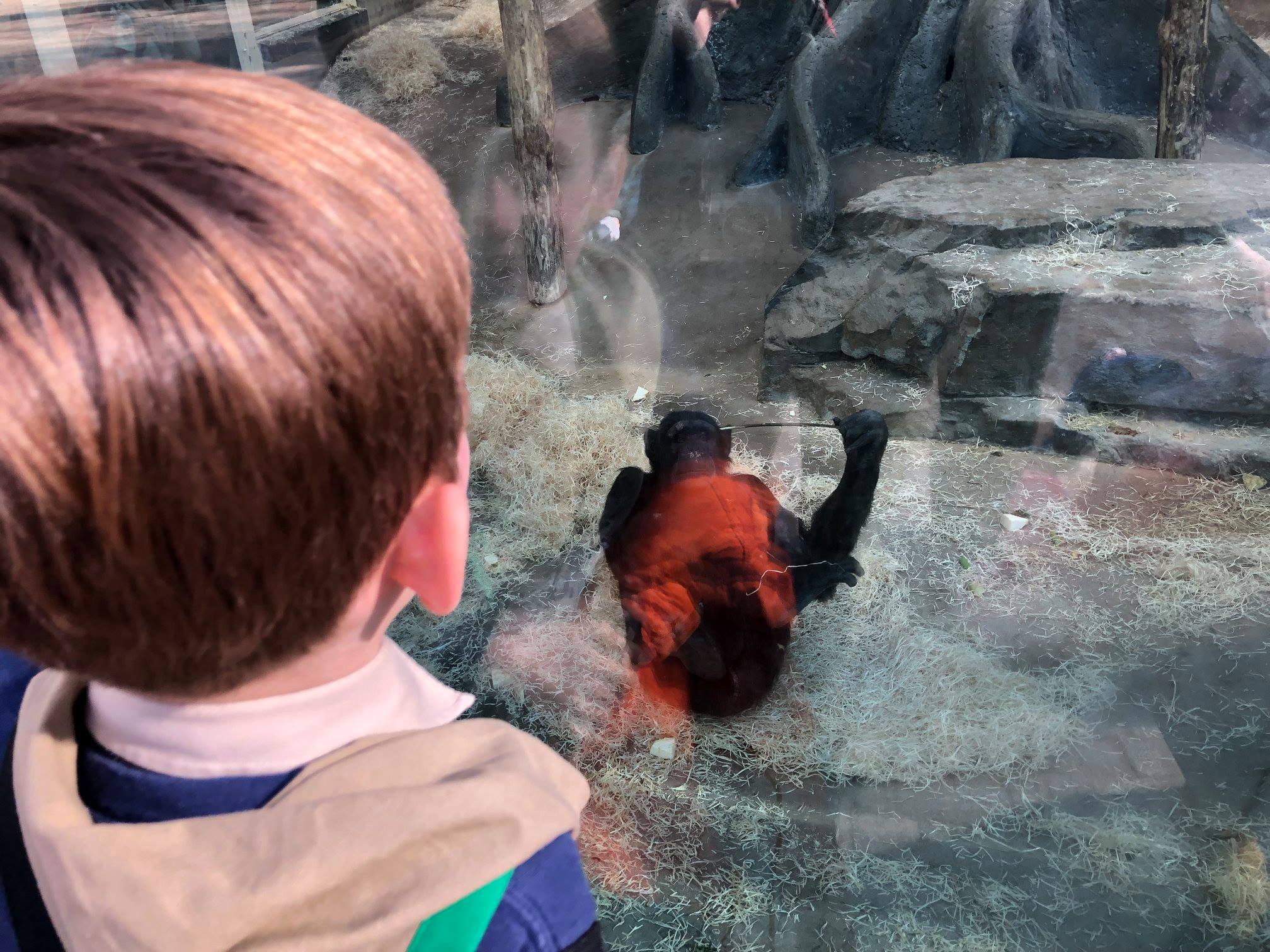 Sint-Martinus den XIIde - Zoo Antwerpen Kapoenen